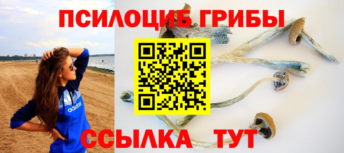 Галлюциногенные грибы Psilocybine cubensis Химки